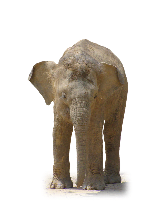 Young African Elephant Standing PNG