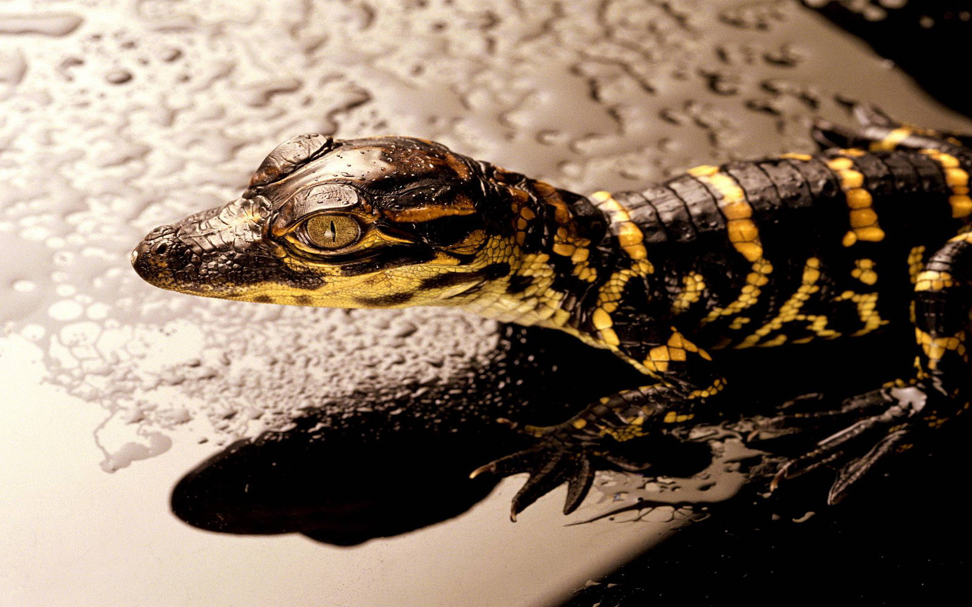Ungamerikansk Alligator. Wallpaper