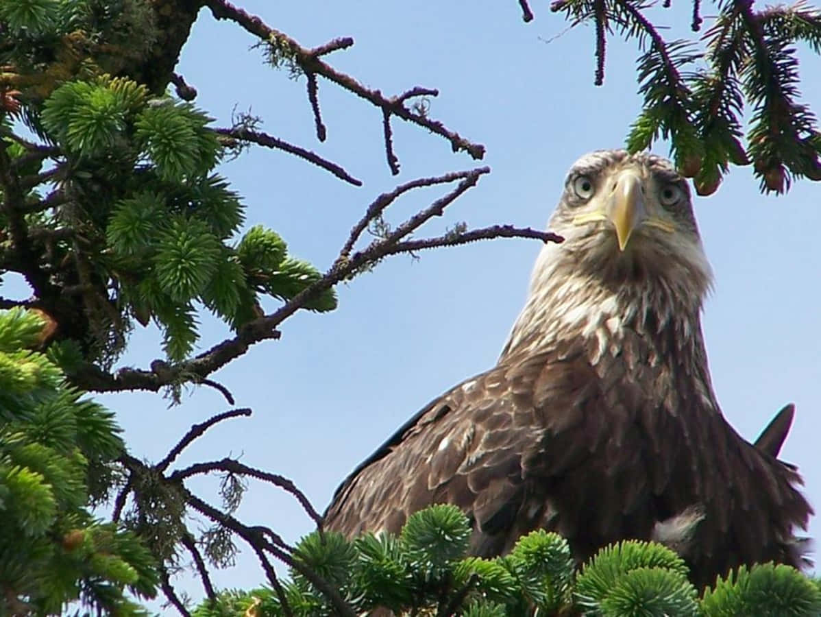 Majestic Young Bald Eagle