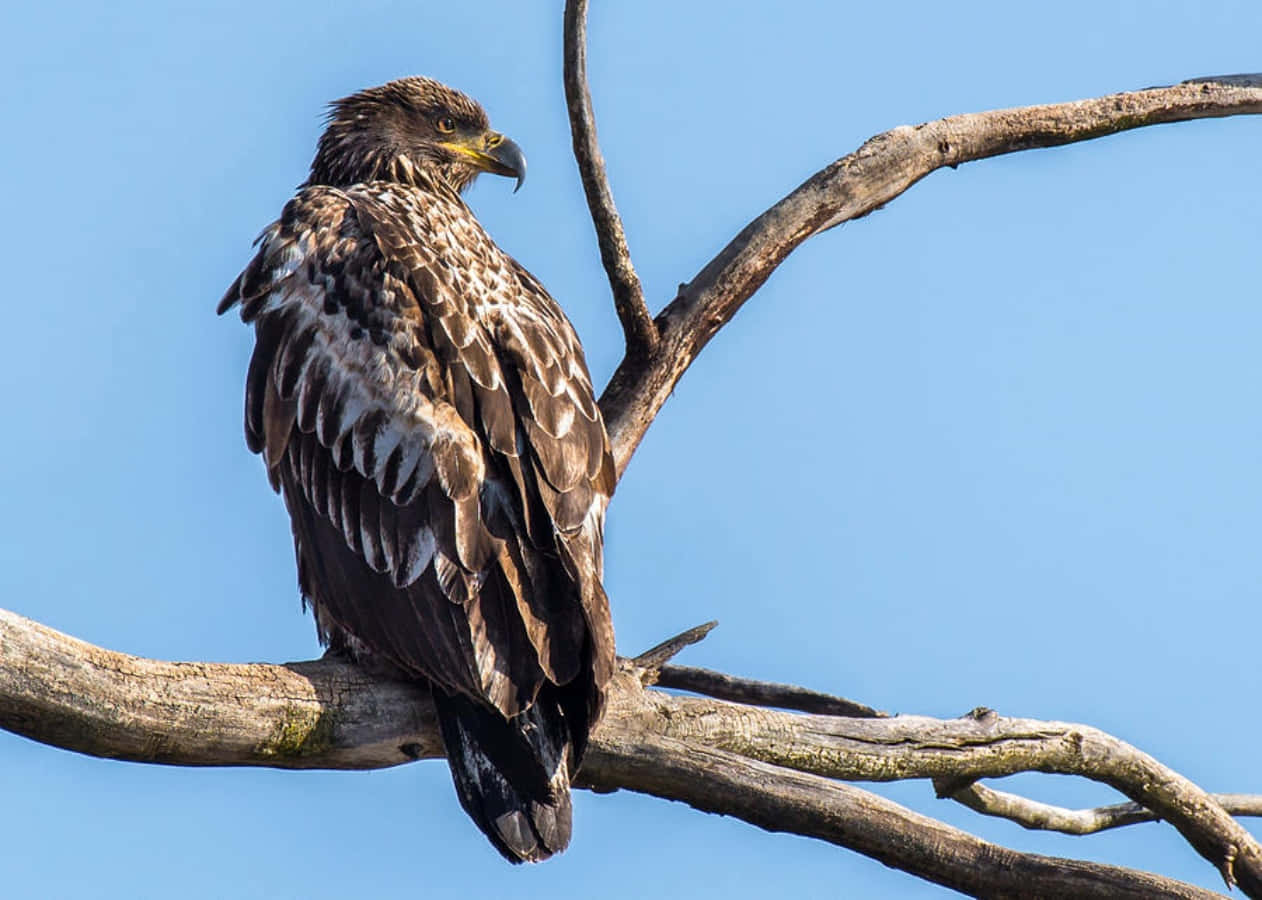 Young Bald Eagle Bravely Perched on a Tree