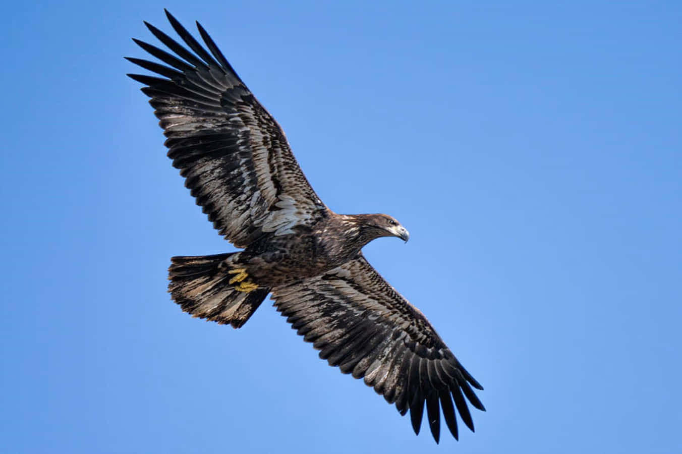 “Young Bald Eagle Flying High”