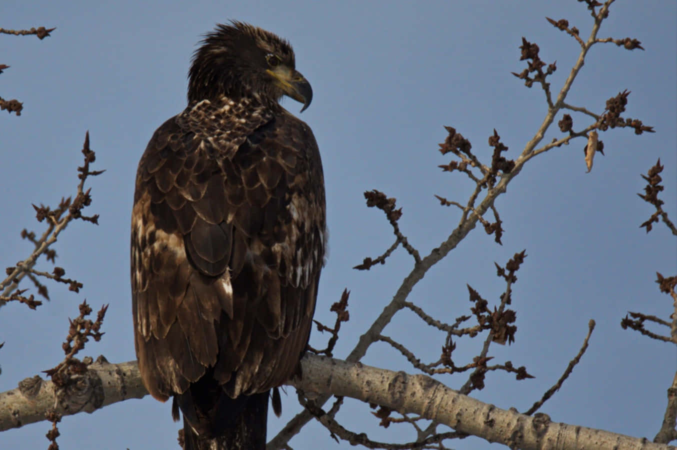 A majestic young Bald Eagle perched atop a tree