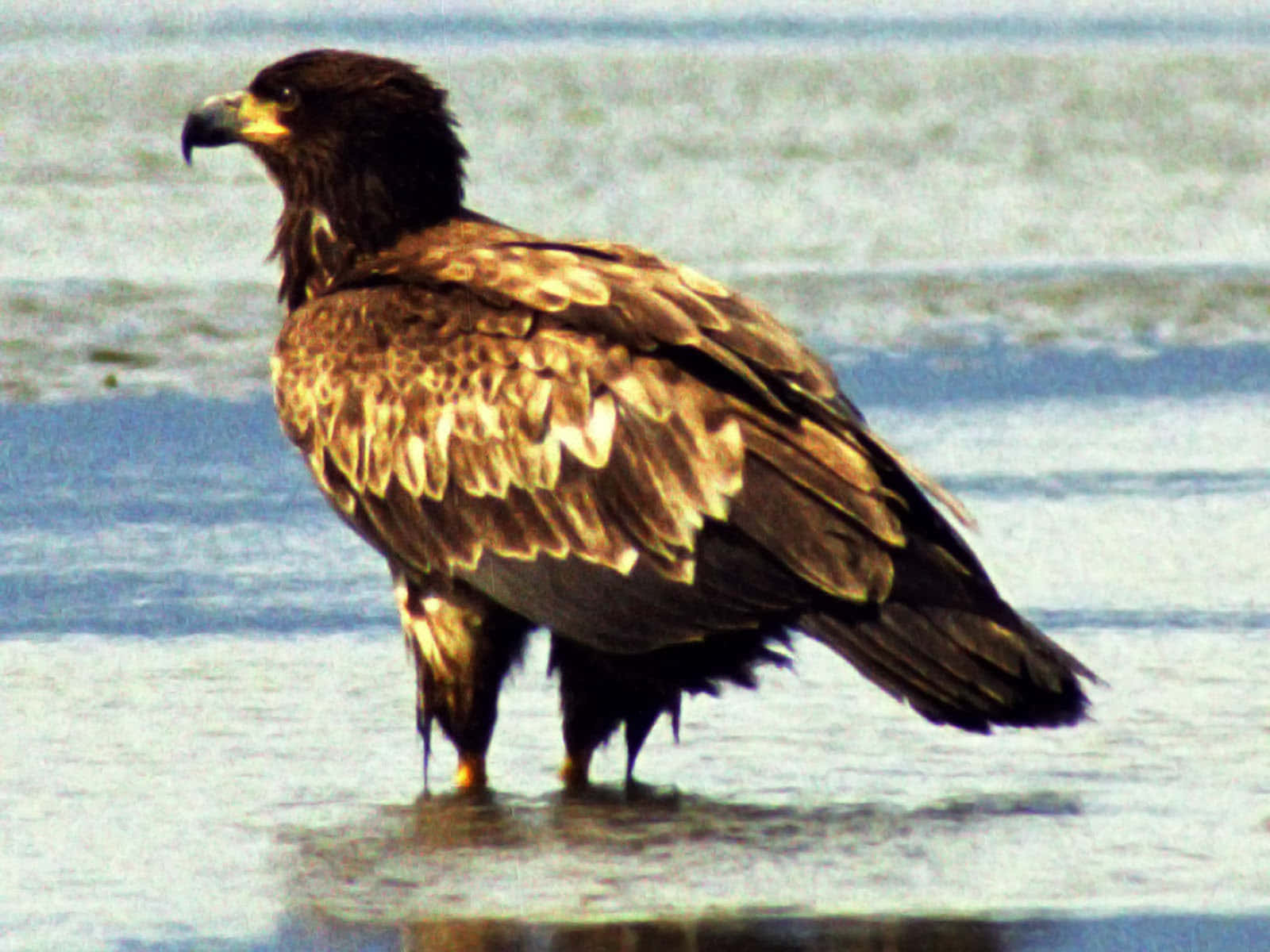 Download A young bald eagle prepared to take flight in its natural ...