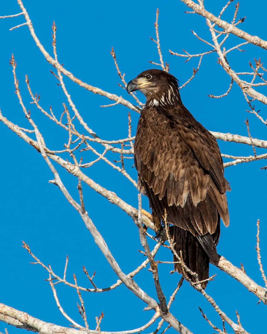Young Bald Eagle Perched on Tree Branch