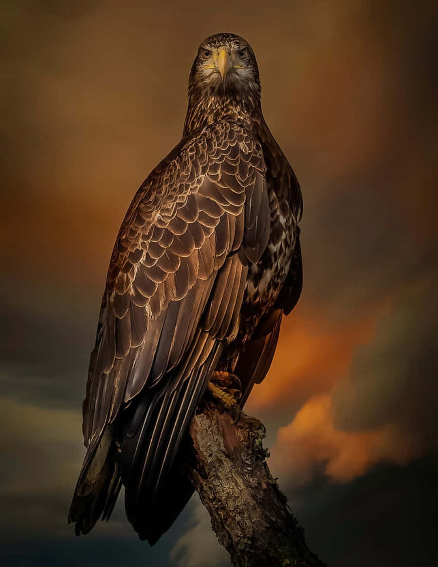 A Golden Eagle Is Sitting On A Branch In The Sky