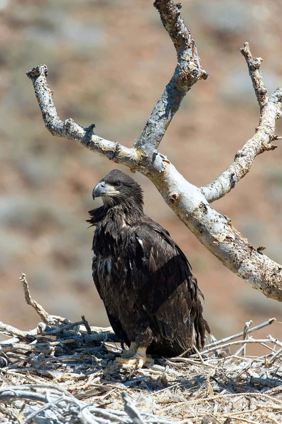 A Bald Eagle Sitting On A Nest