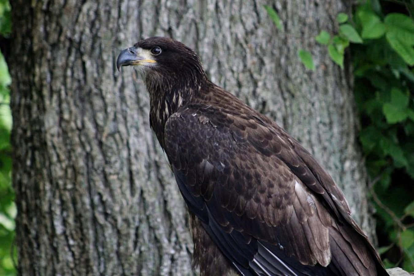 "Young bald eagle regally surveys its domain"