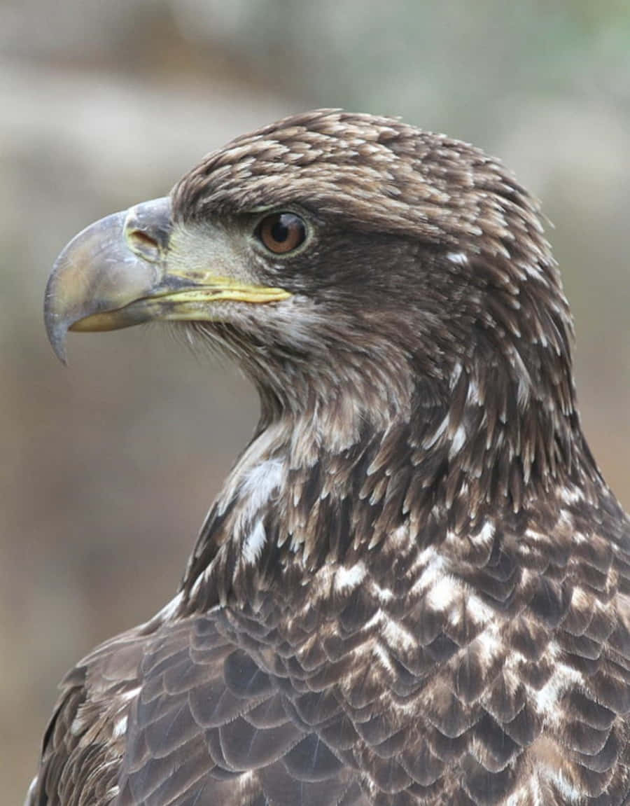 A young bald eagle surveys its domain.