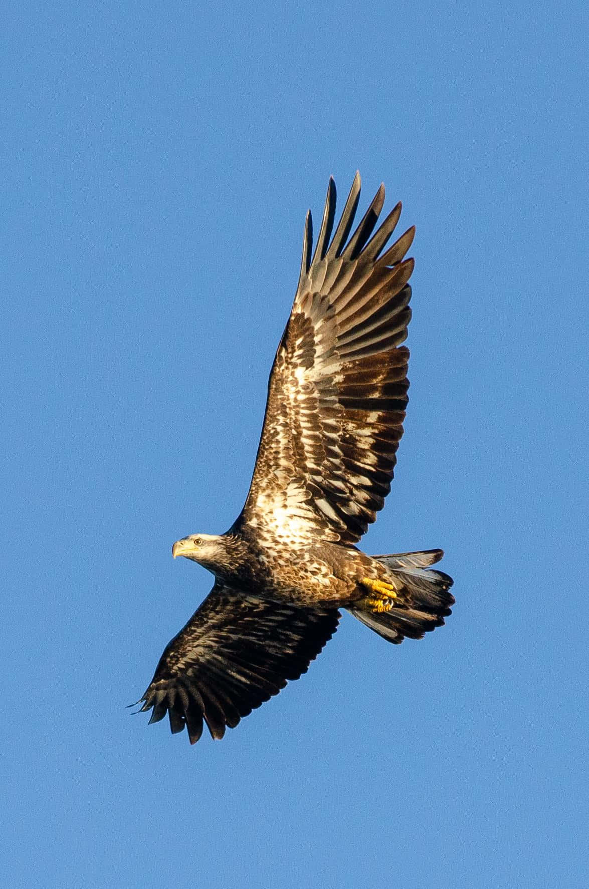 📷  A young bald eagle soaring majestically over a lake in North America