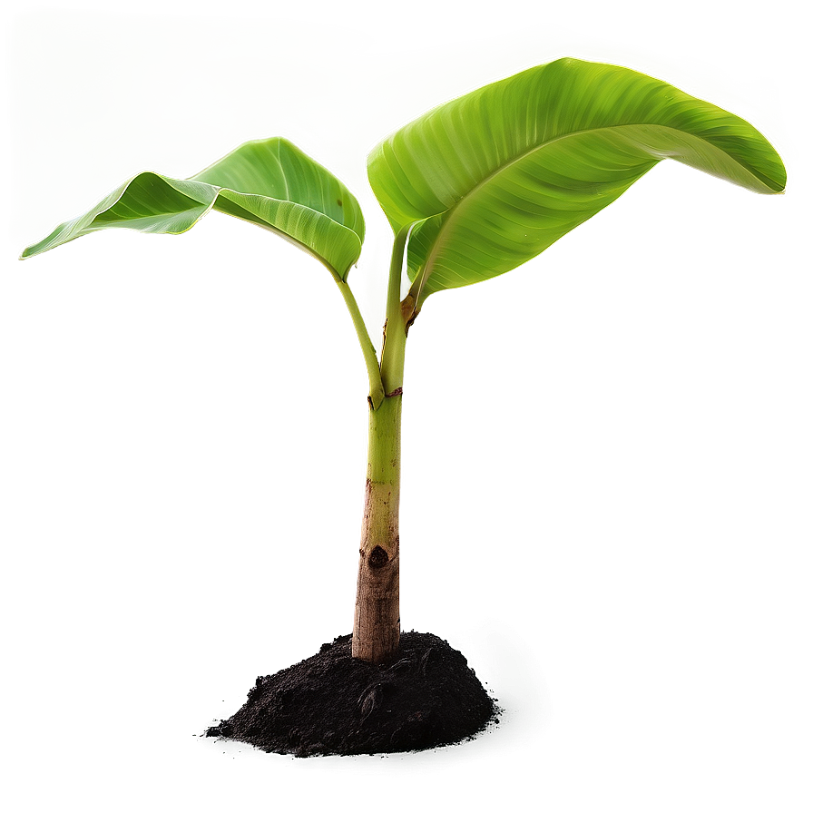 Young Banana Tree Sapling Png 06252024 PNG