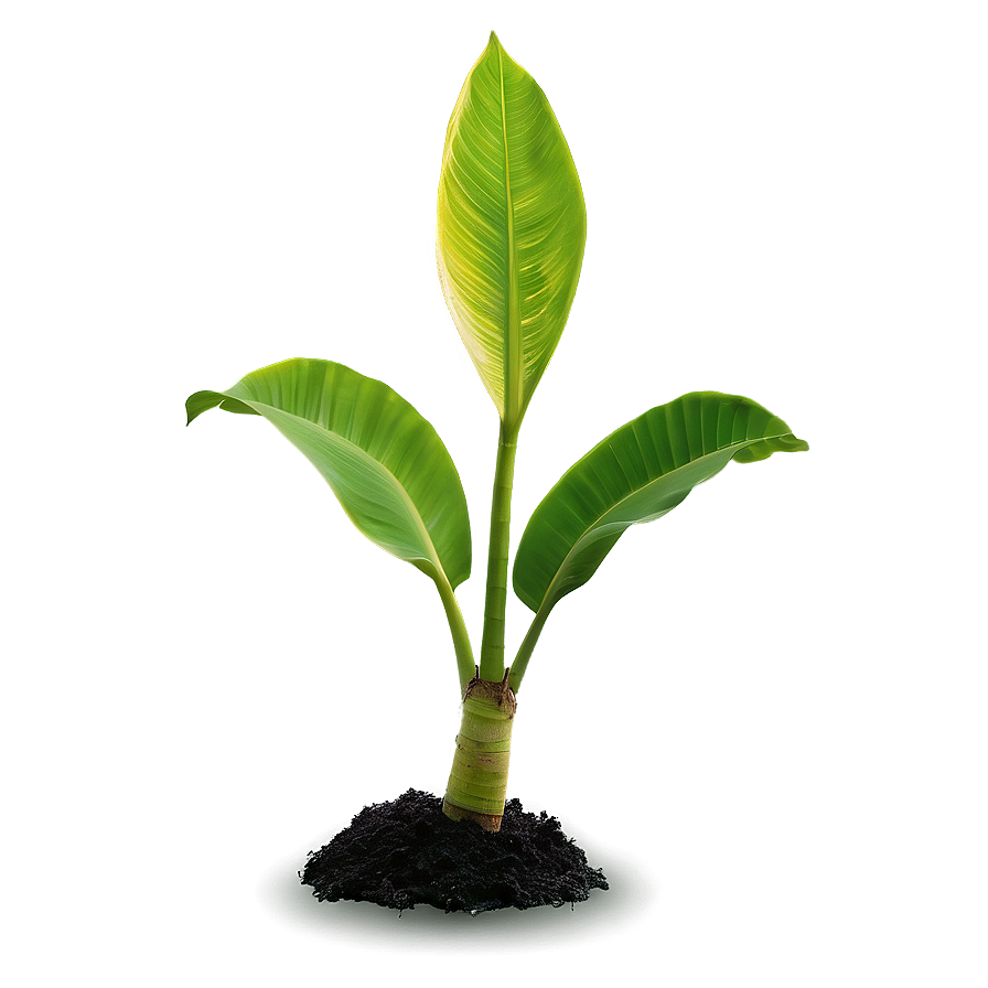 Young Banana Tree Sapling Png 06252024 PNG