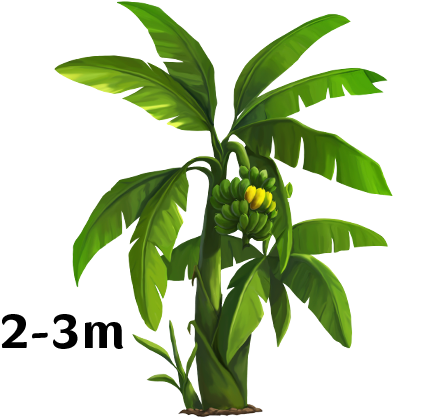 Young Banana Tree With Fruit Height Indicator PNG