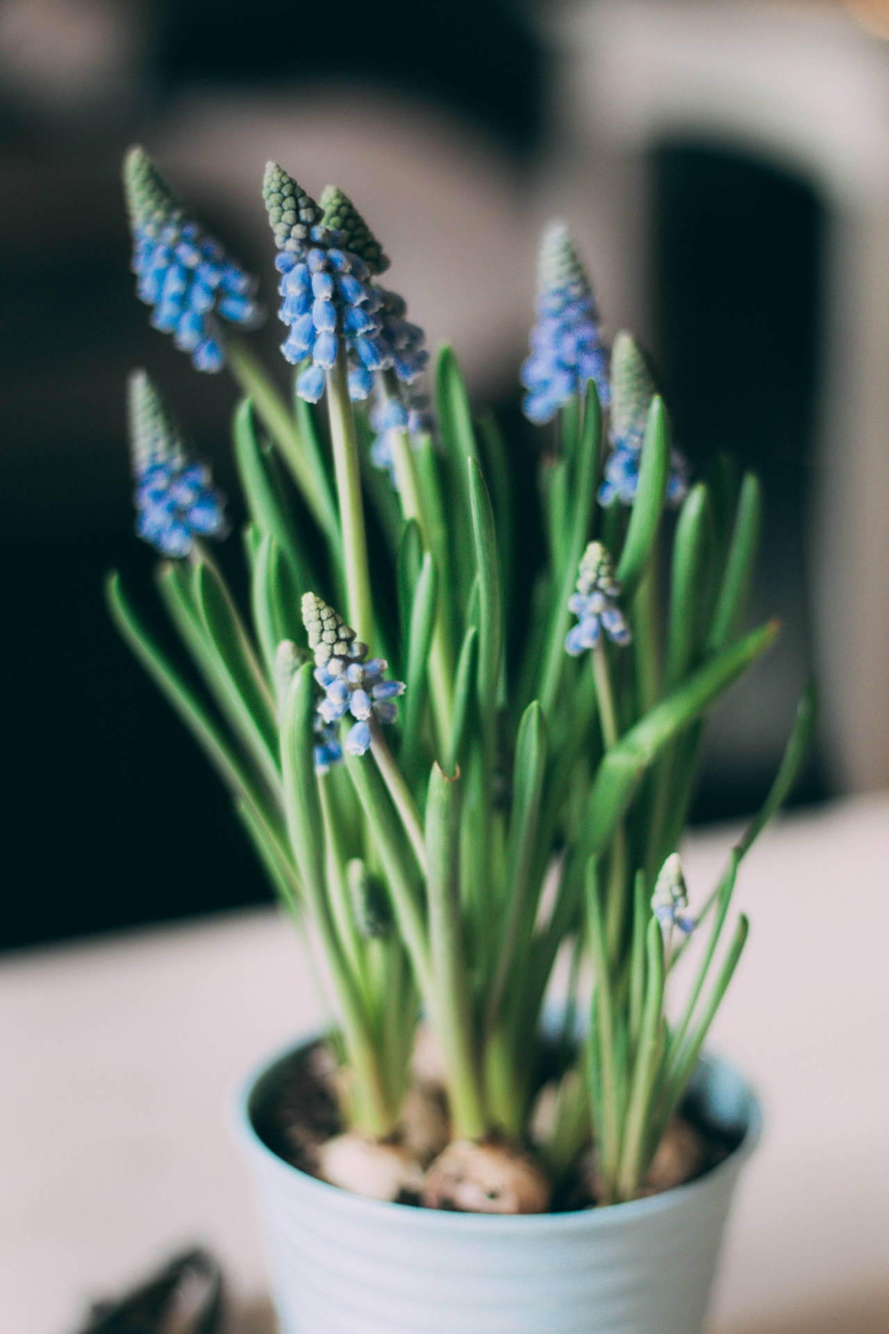 Young Blue Hyacinth Flowers