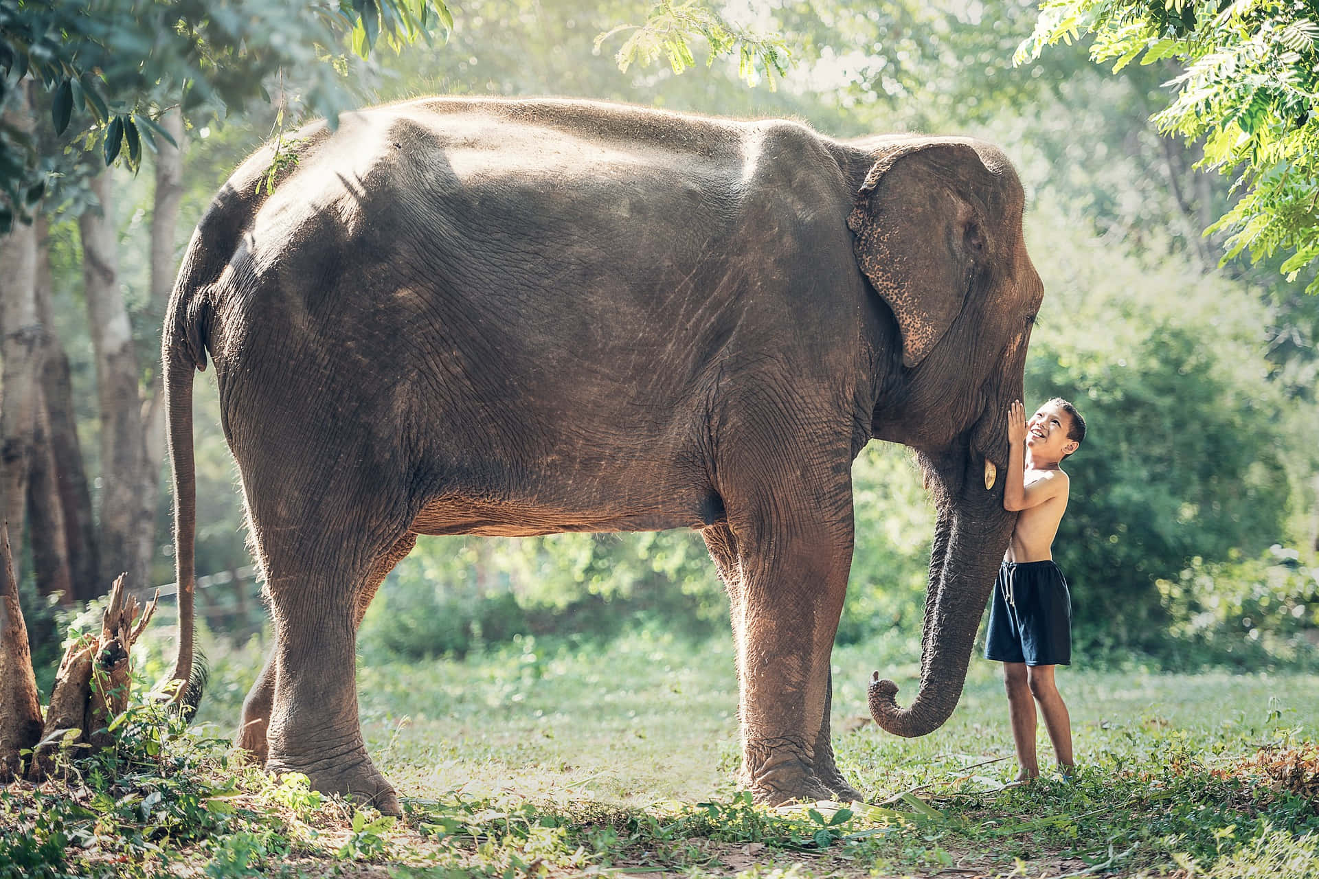 Young Boy Touching The Elephant's Tangible Nose On A Forest Wallpaper