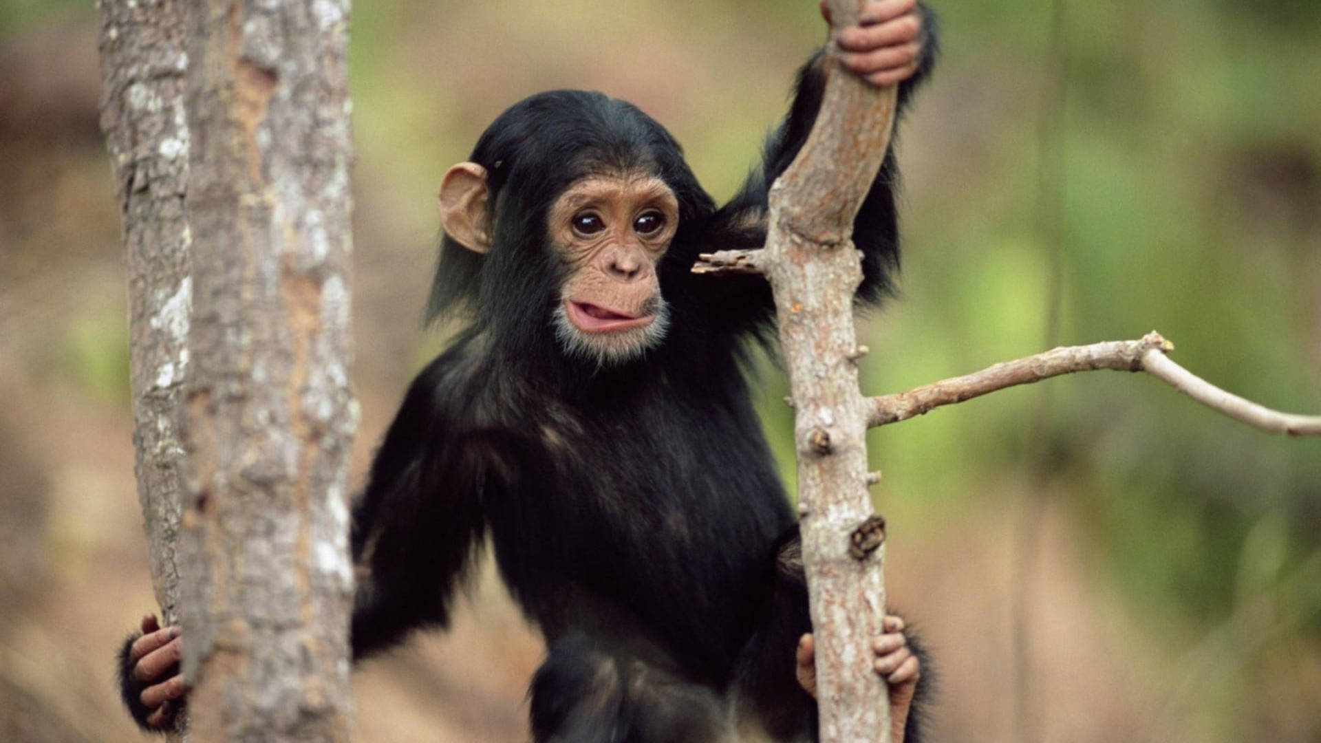 Young Chimpanzee At Tree Branch Wallpaper