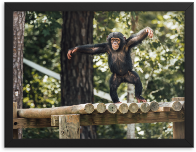 Young Chimpanzee Balancingon Fence PNG