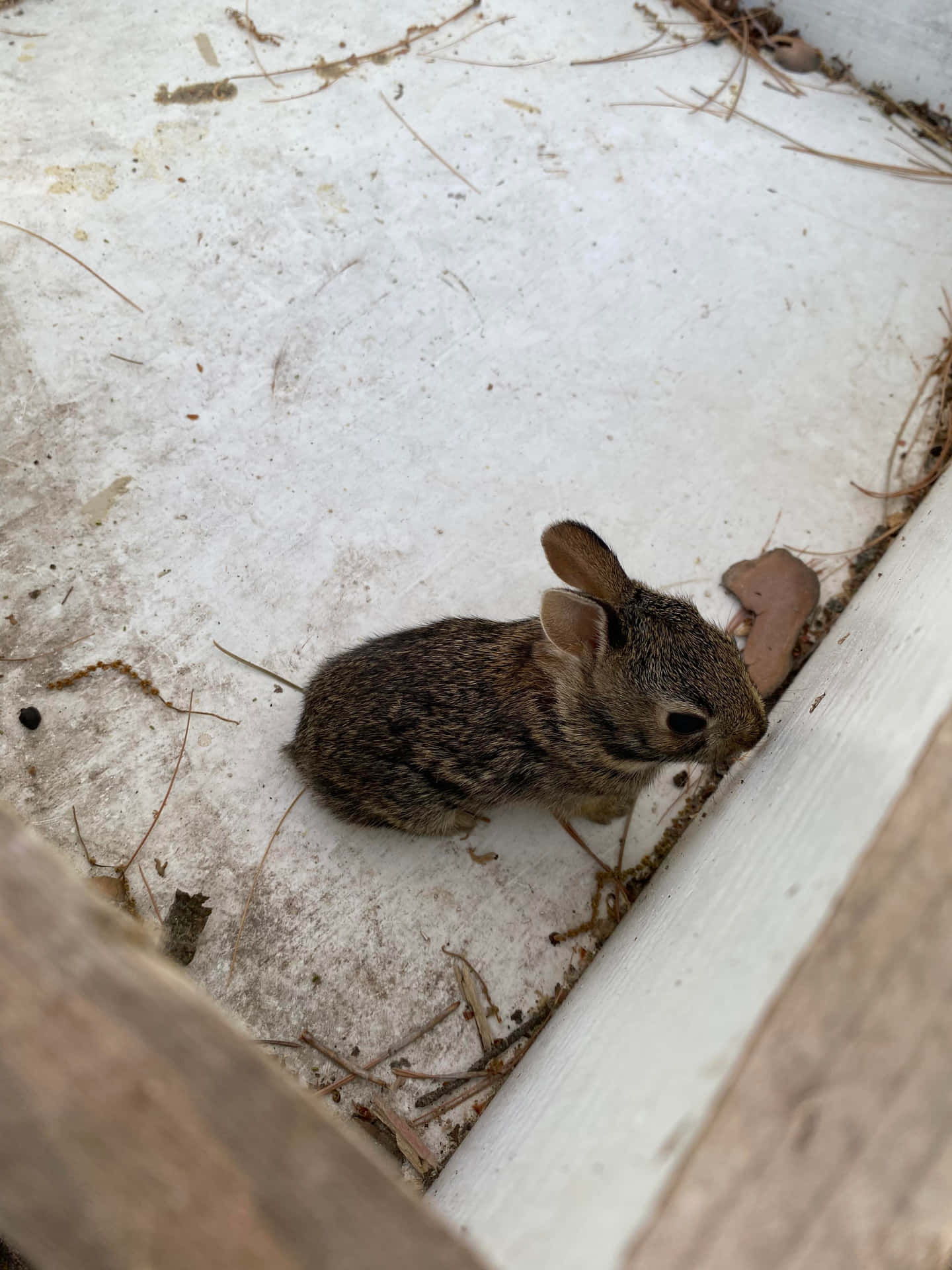 Young Cottontail Rabbit Cornered Wallpaper