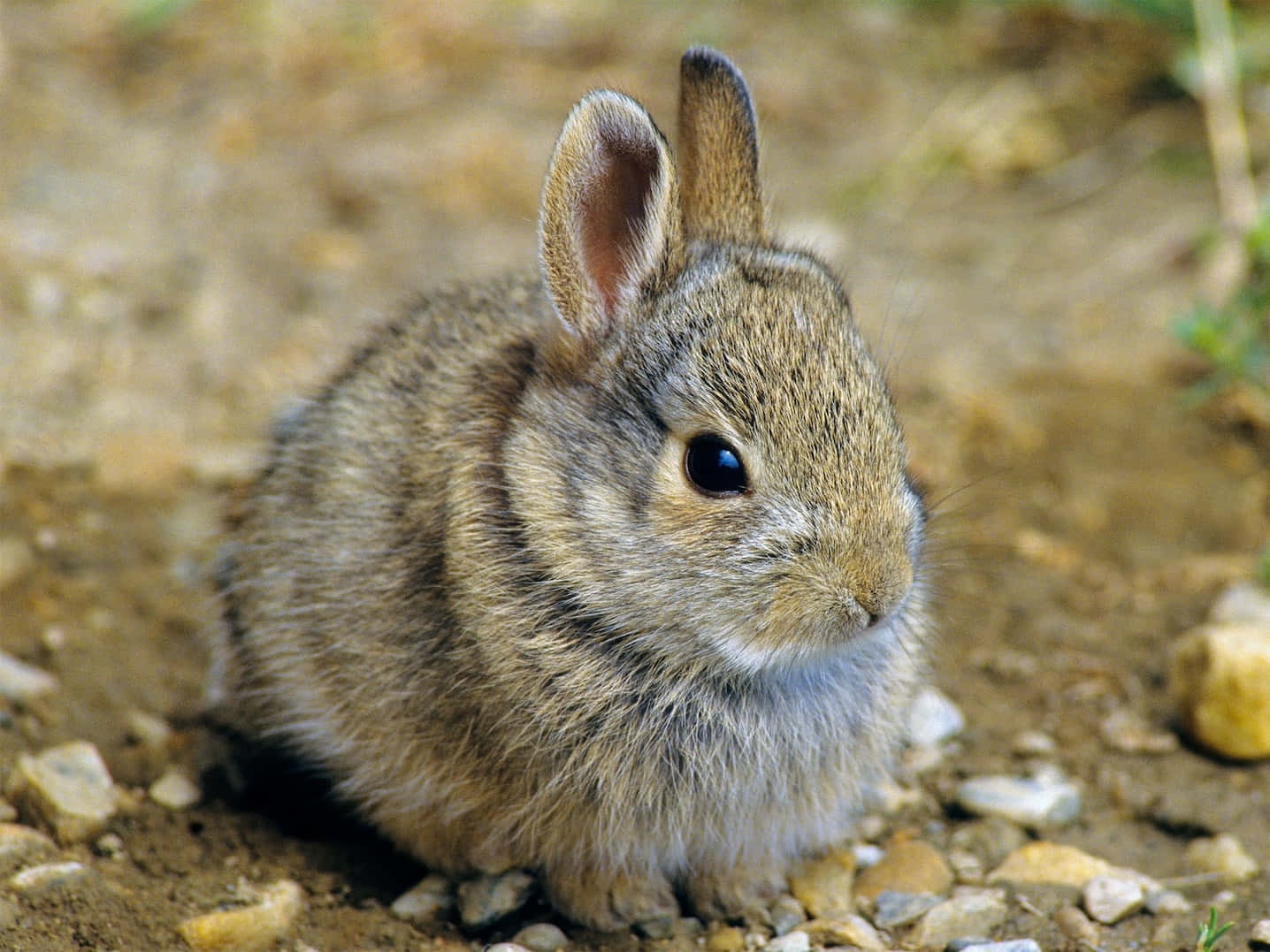 Young Cottontail Rabbiton Ground.jpg Wallpaper