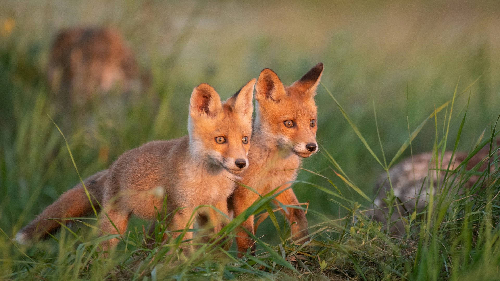 Young Cute Foxes Wallpaper
