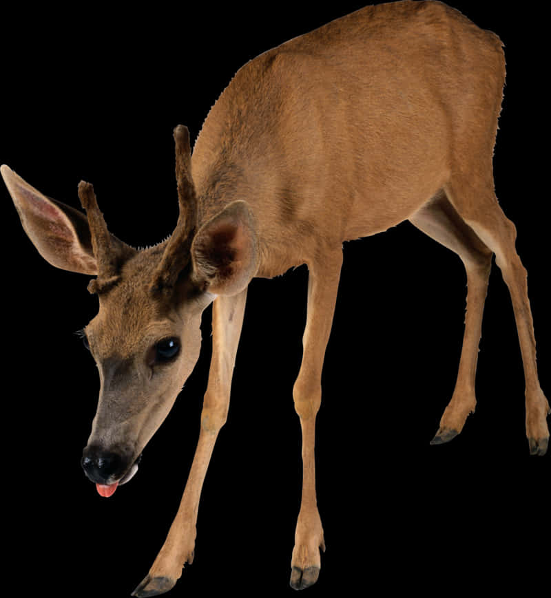 Young Deer Black Background PNG