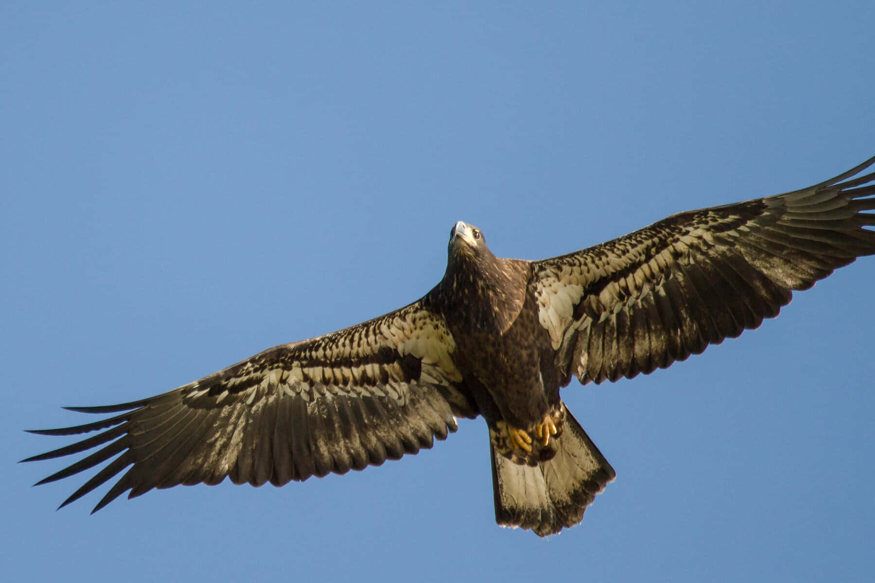 A Large Eagle Flying In The Sky