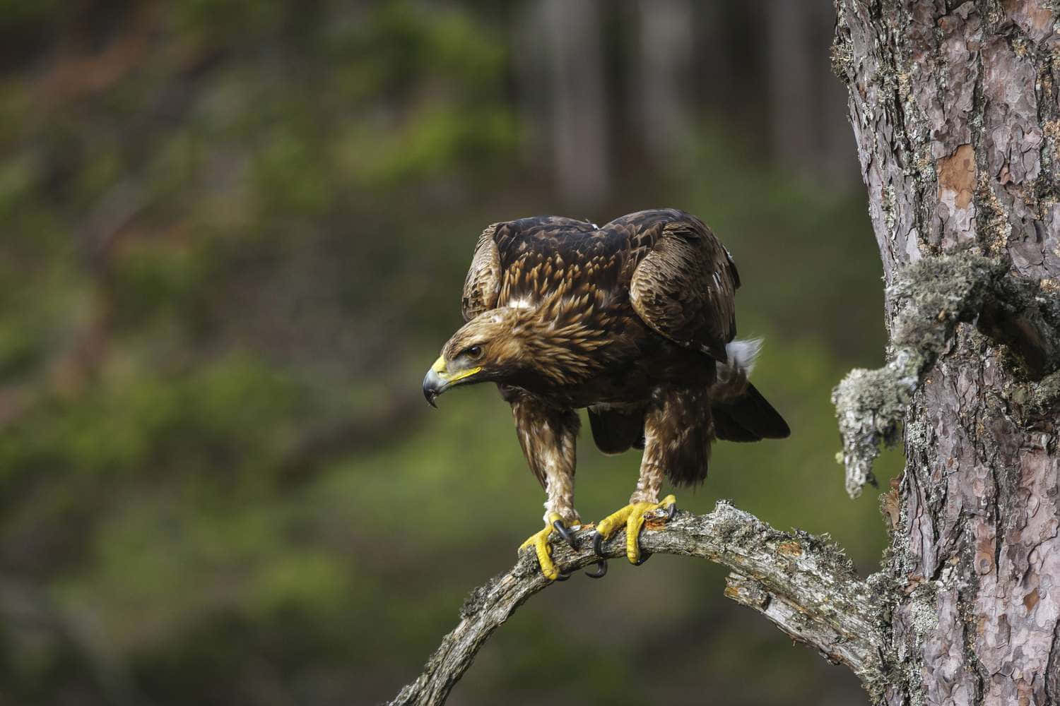 Witness the Courage and Majesty of a Young Eagle