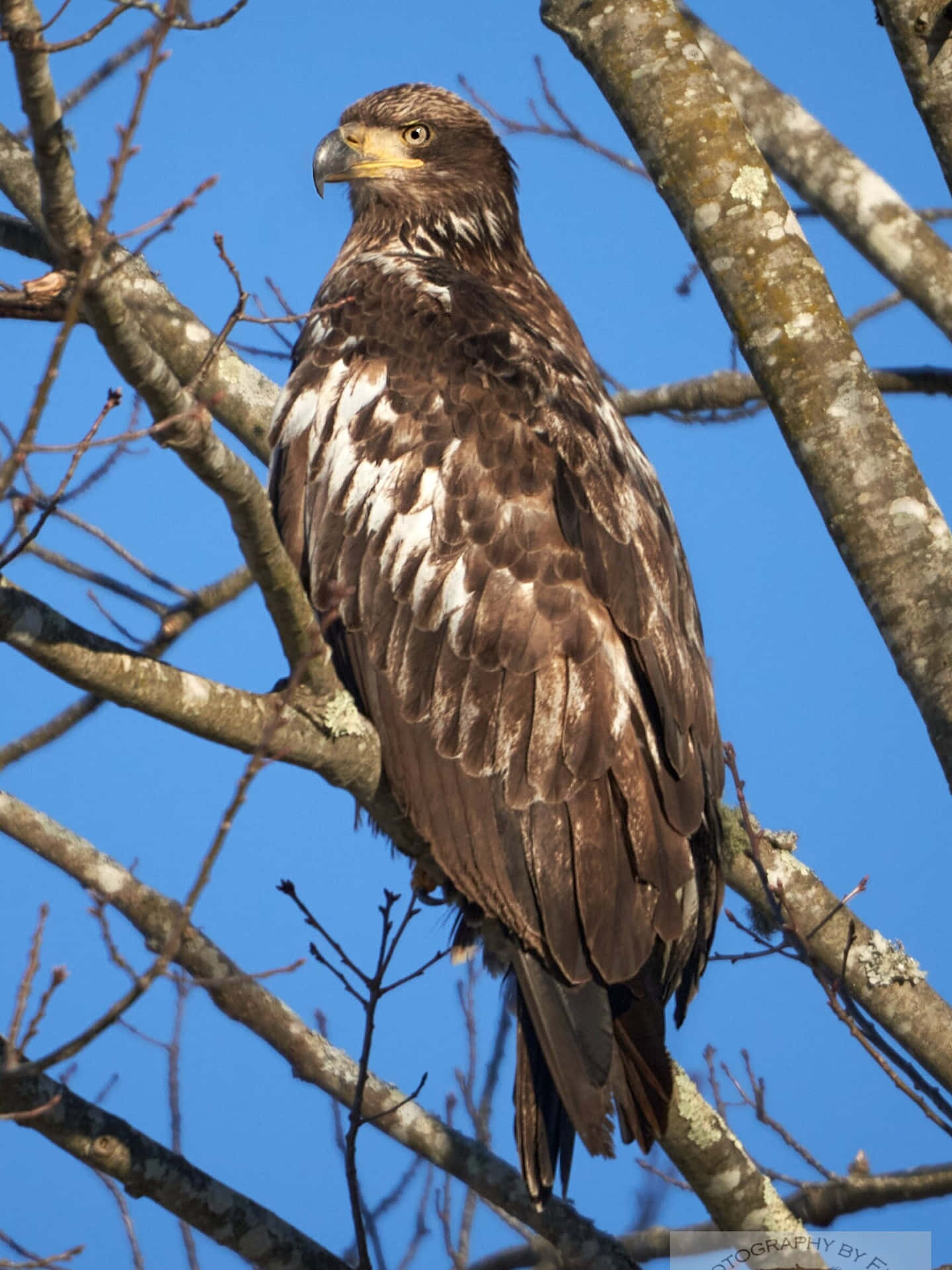 A Bald Eagle Perched In A Tree
