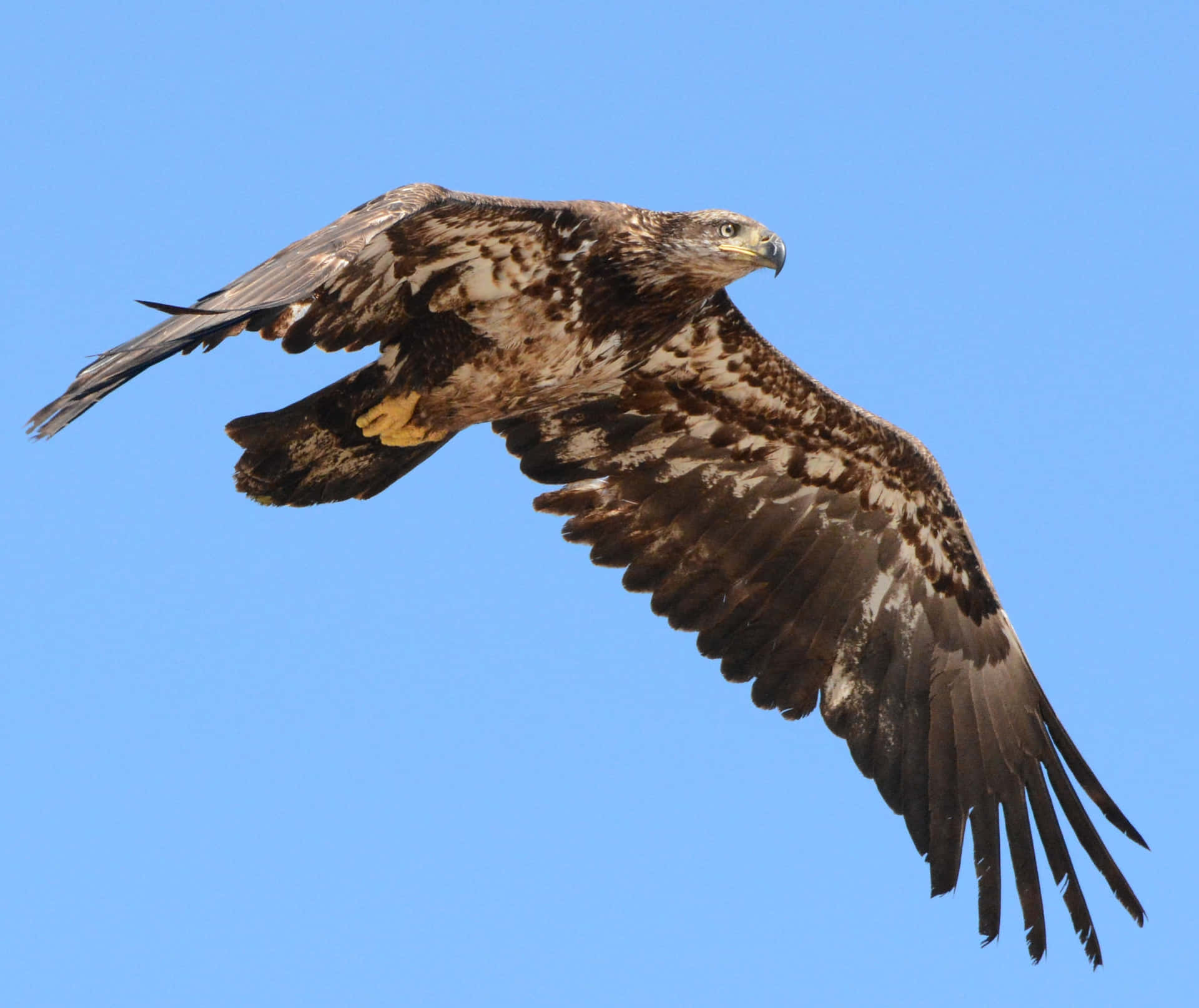 A young eagle soars overhead.