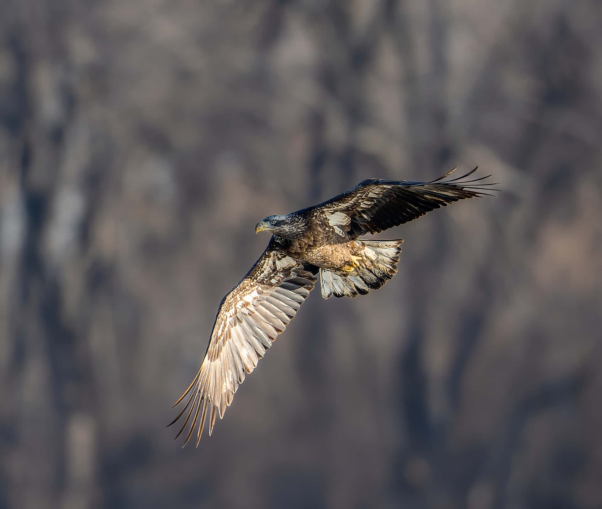 A young eagle takes flight, searching for its next adventure