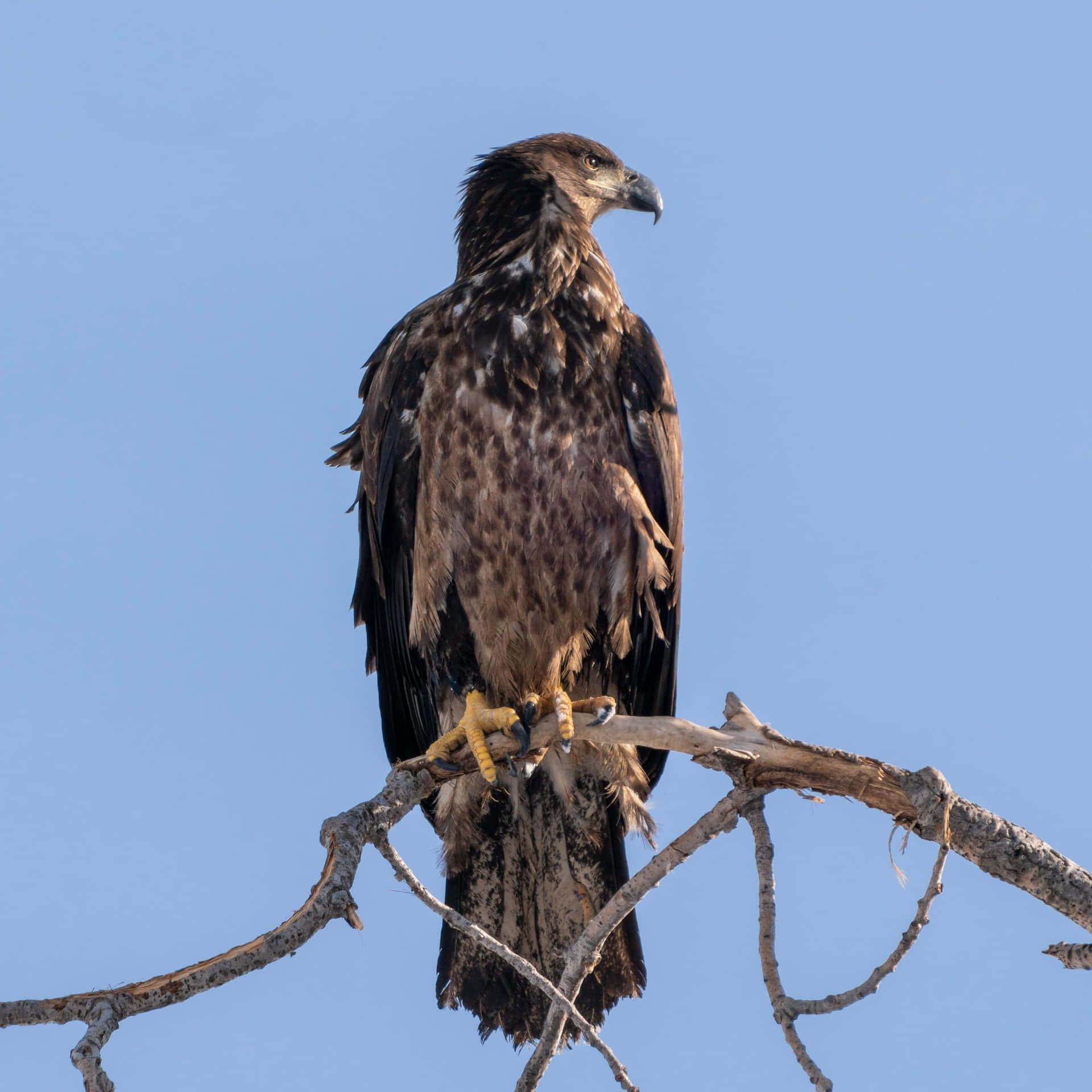 Soaring High - A Young Bald Eagle