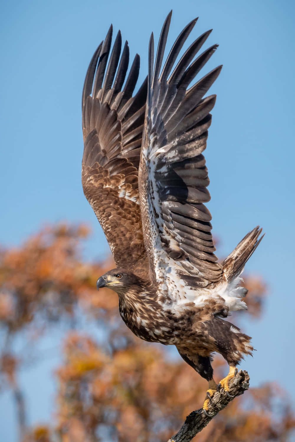A Golden Eagle Flies Over A Tree Branch