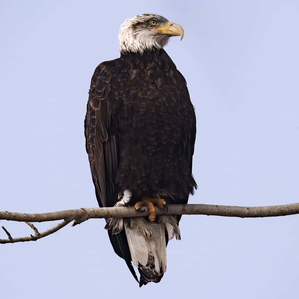 Bald Eagle Perched On A Branch