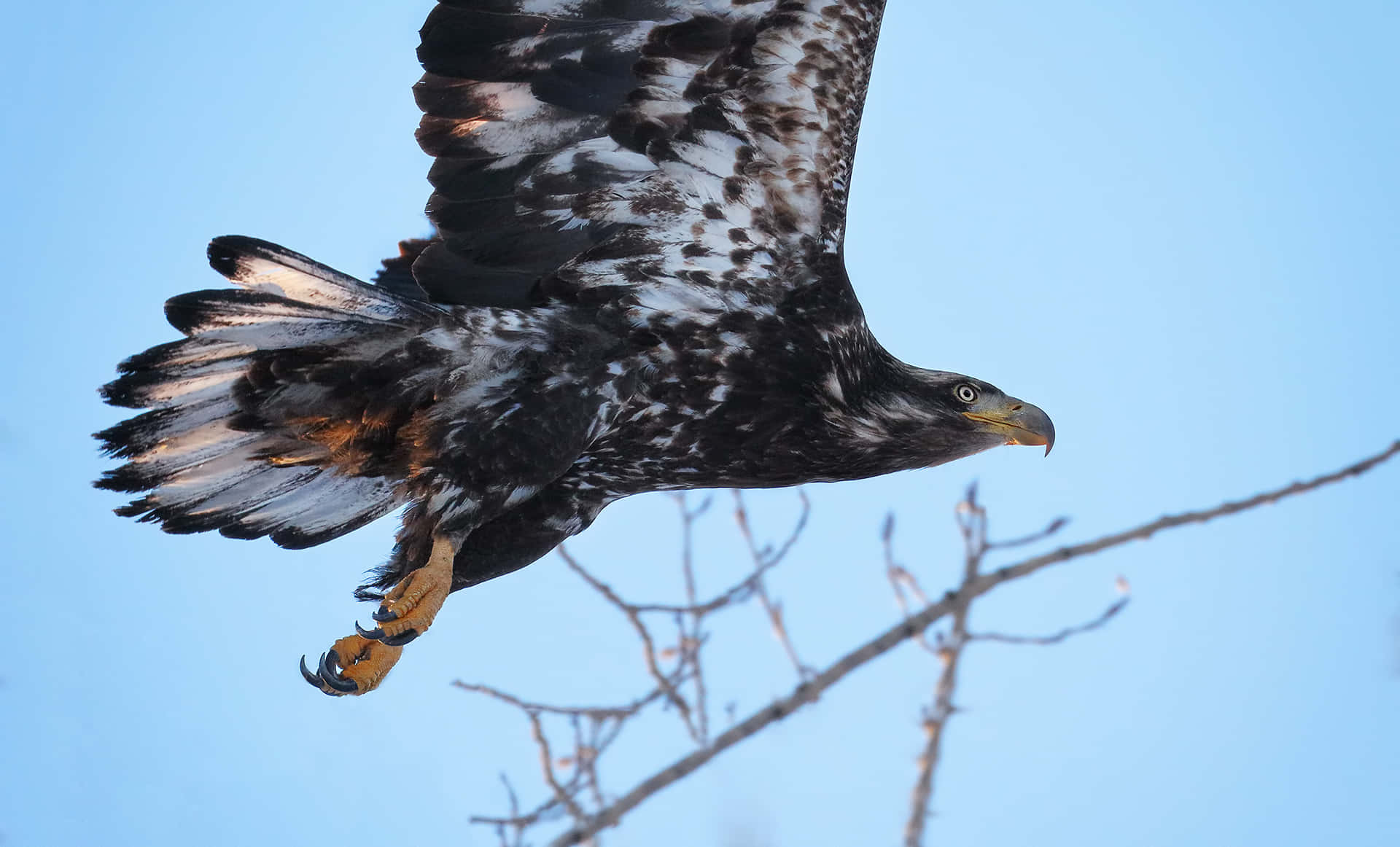 Take Flight - a young eagle soars majestically in pristine skies
