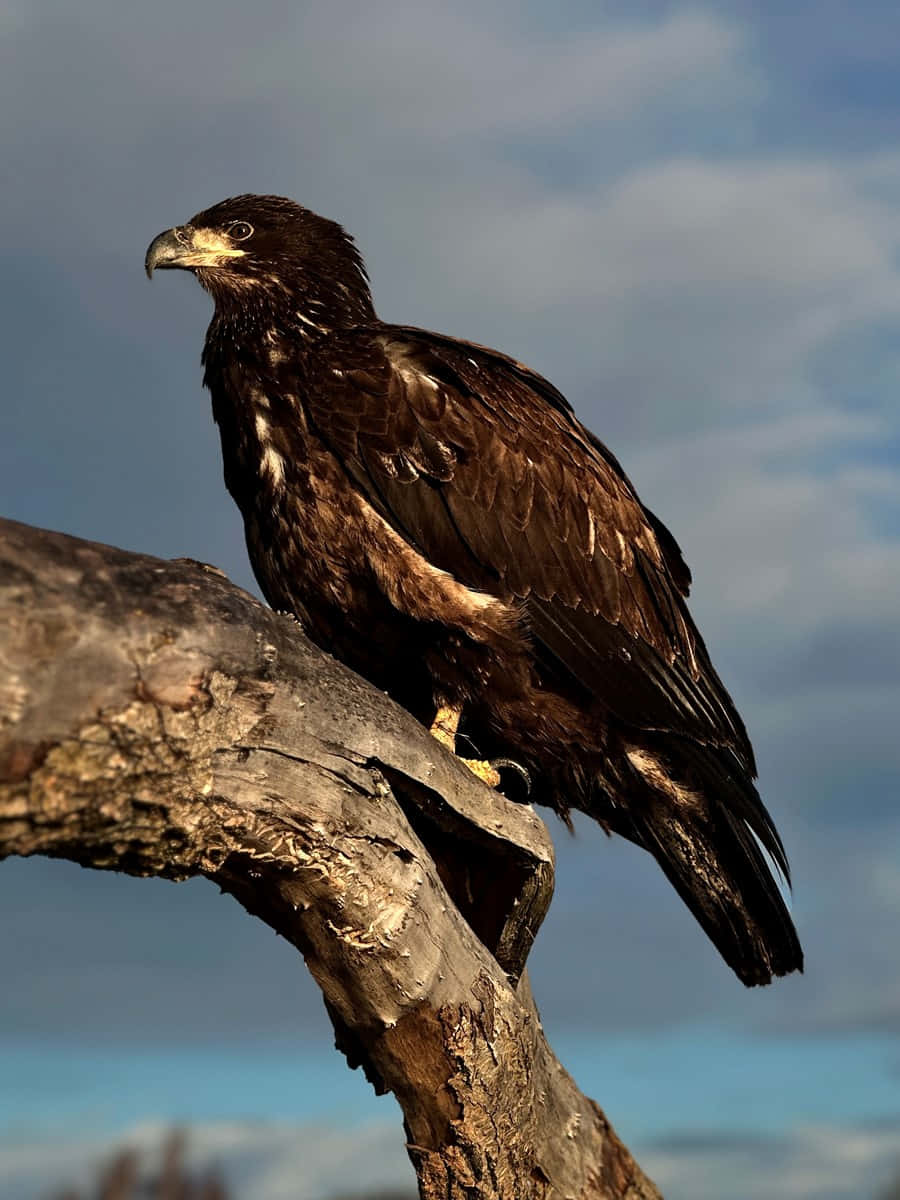 See the world through the eyes of a young eagle