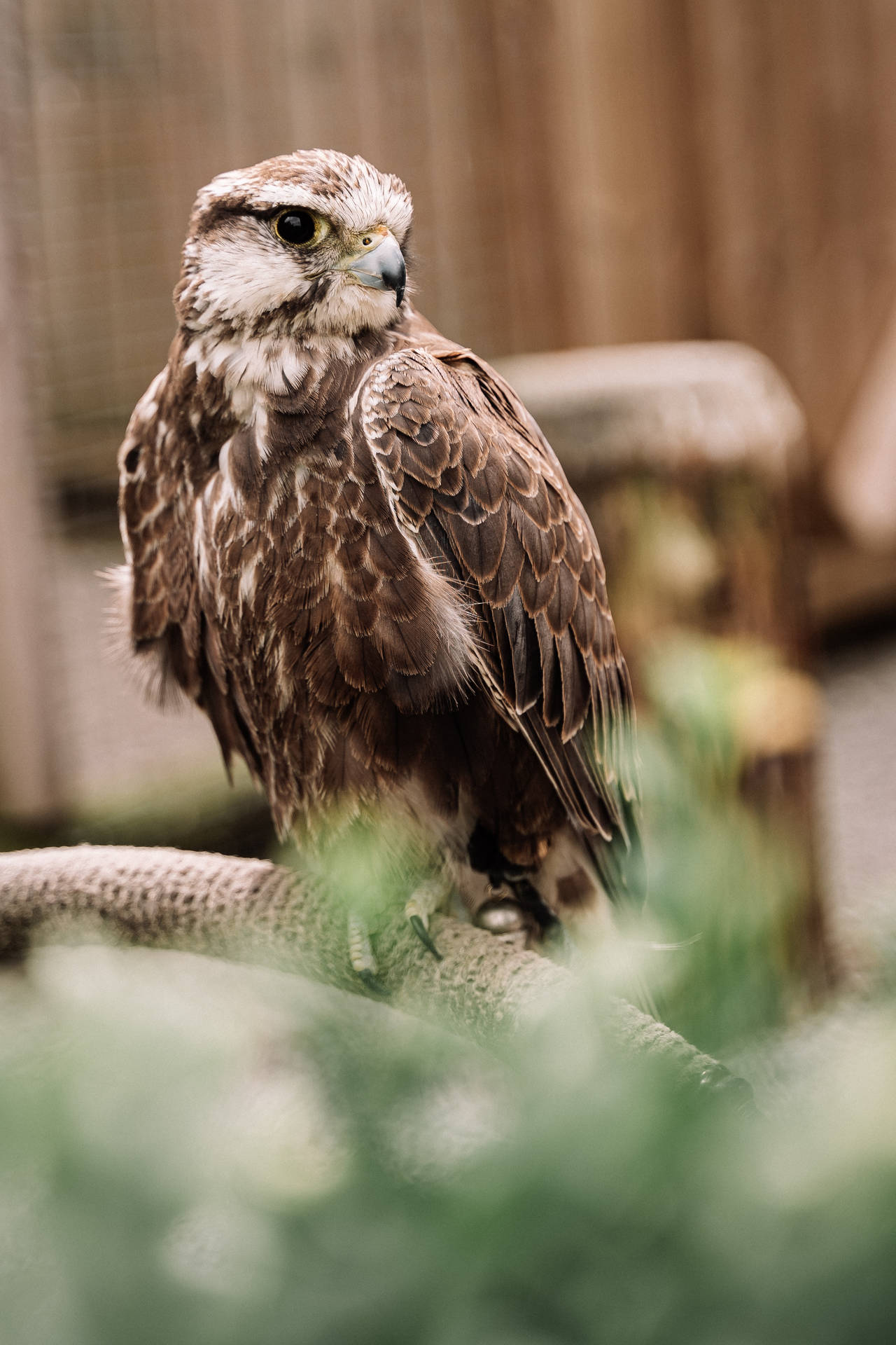 Young Falcon Resting