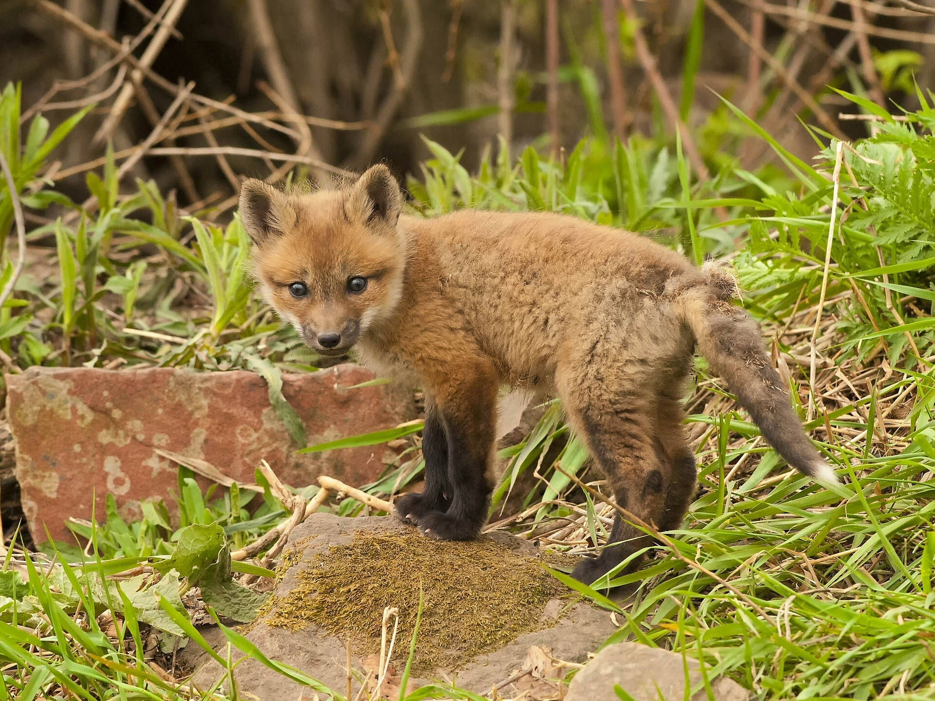 A Young Fox Cub Gazing Up in Wonder Wallpaper