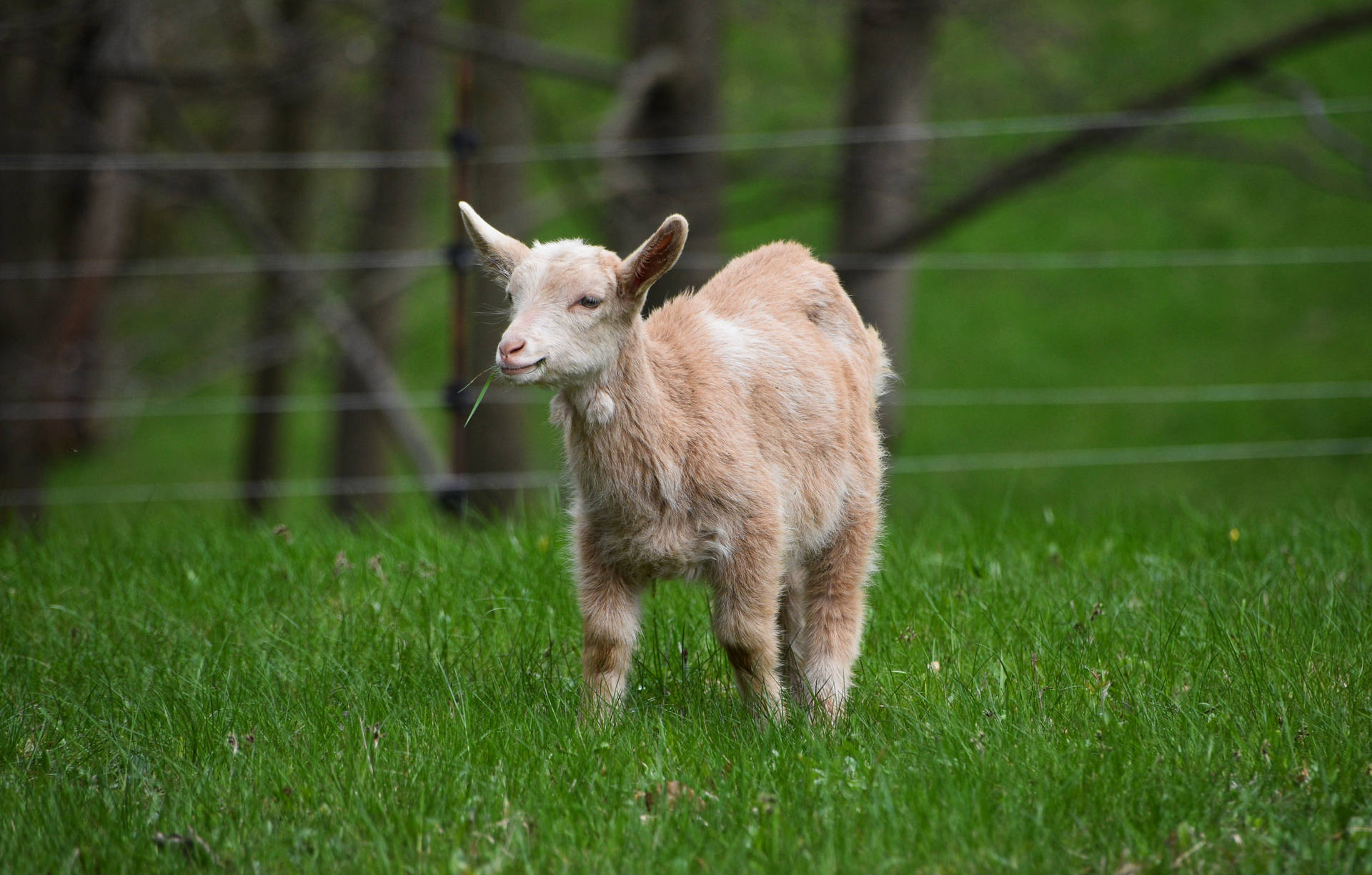 Young Goat Kid With Pygmy Breed Wallpaper