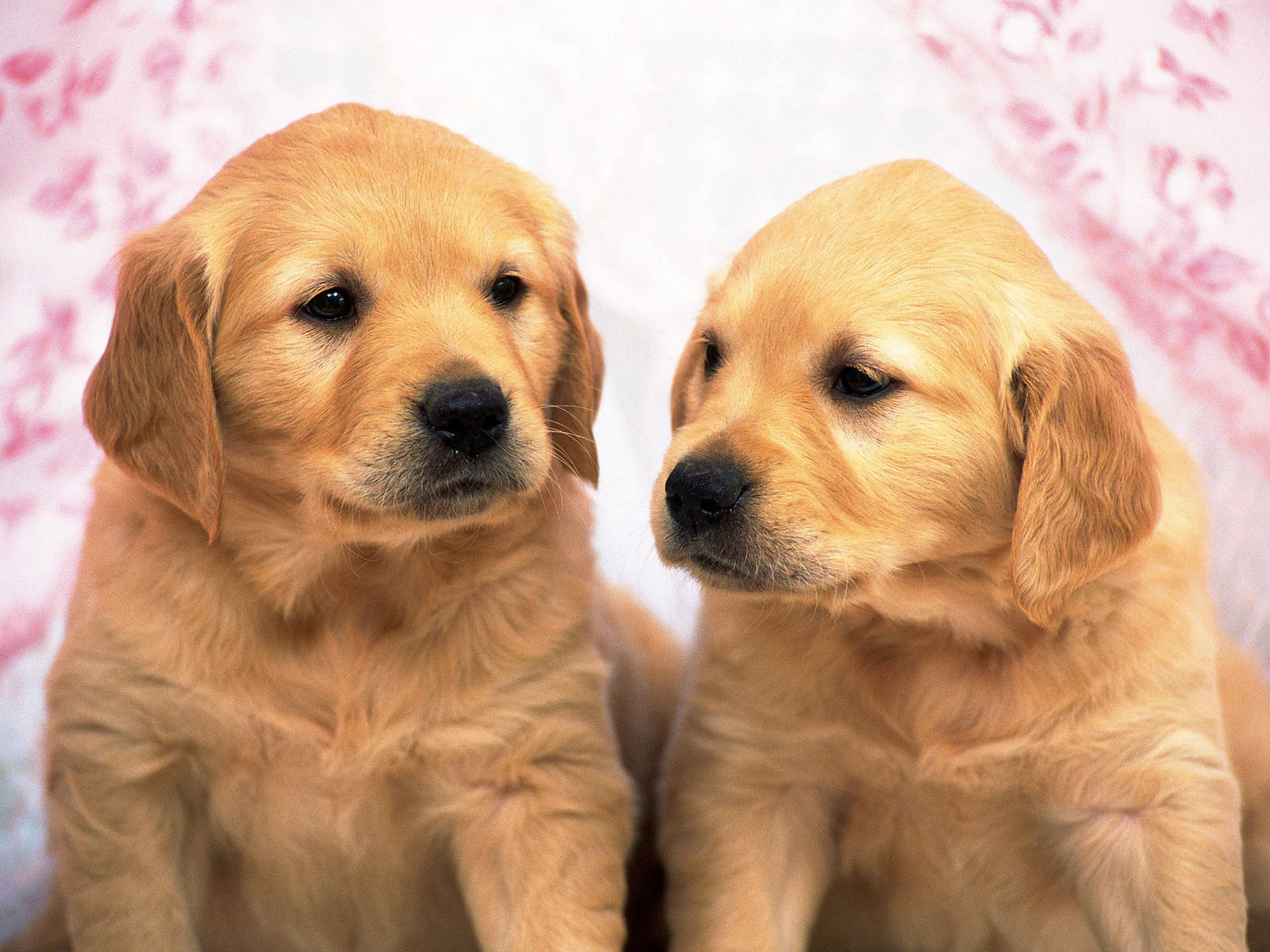Young Golden Retriever Puppies Wallpaper