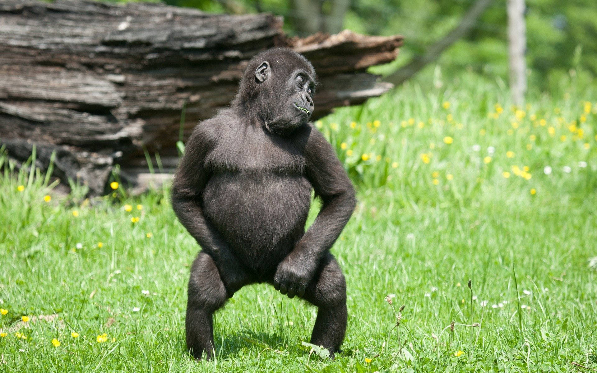 Young Gorilla About To Dance Wallpaper