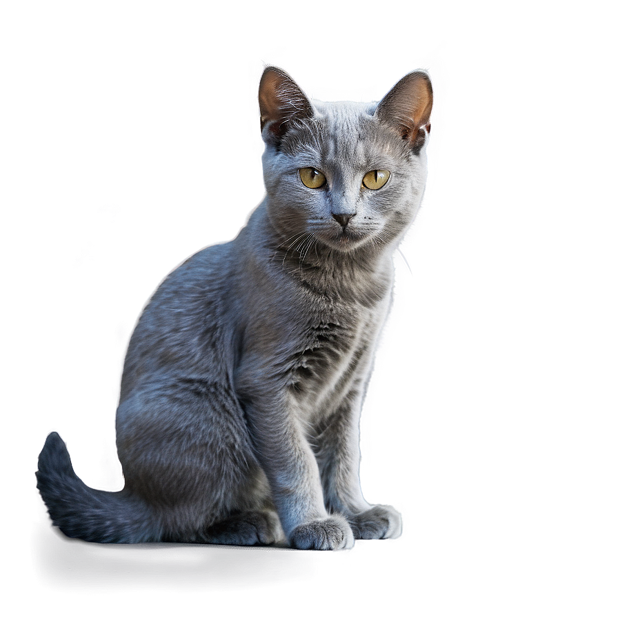 Young Grey Cat Png Agh95 PNG