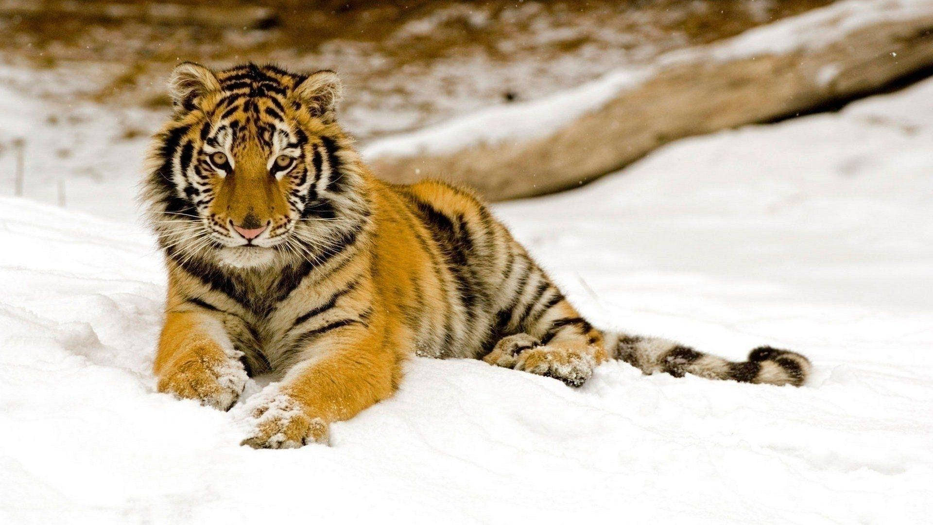Young Harimau On Snow Background