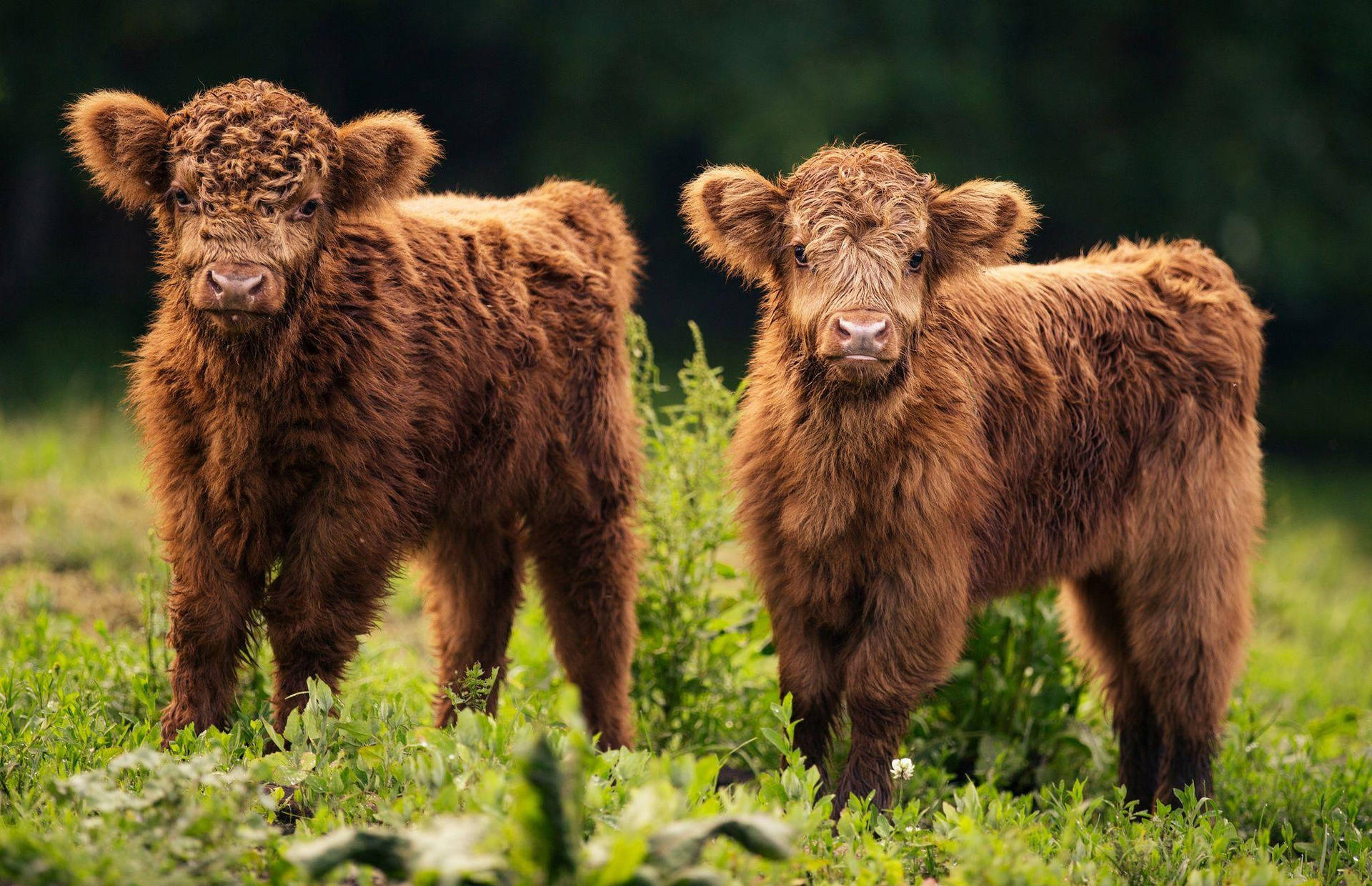 Young Highland Cow Duo Wallpaper
