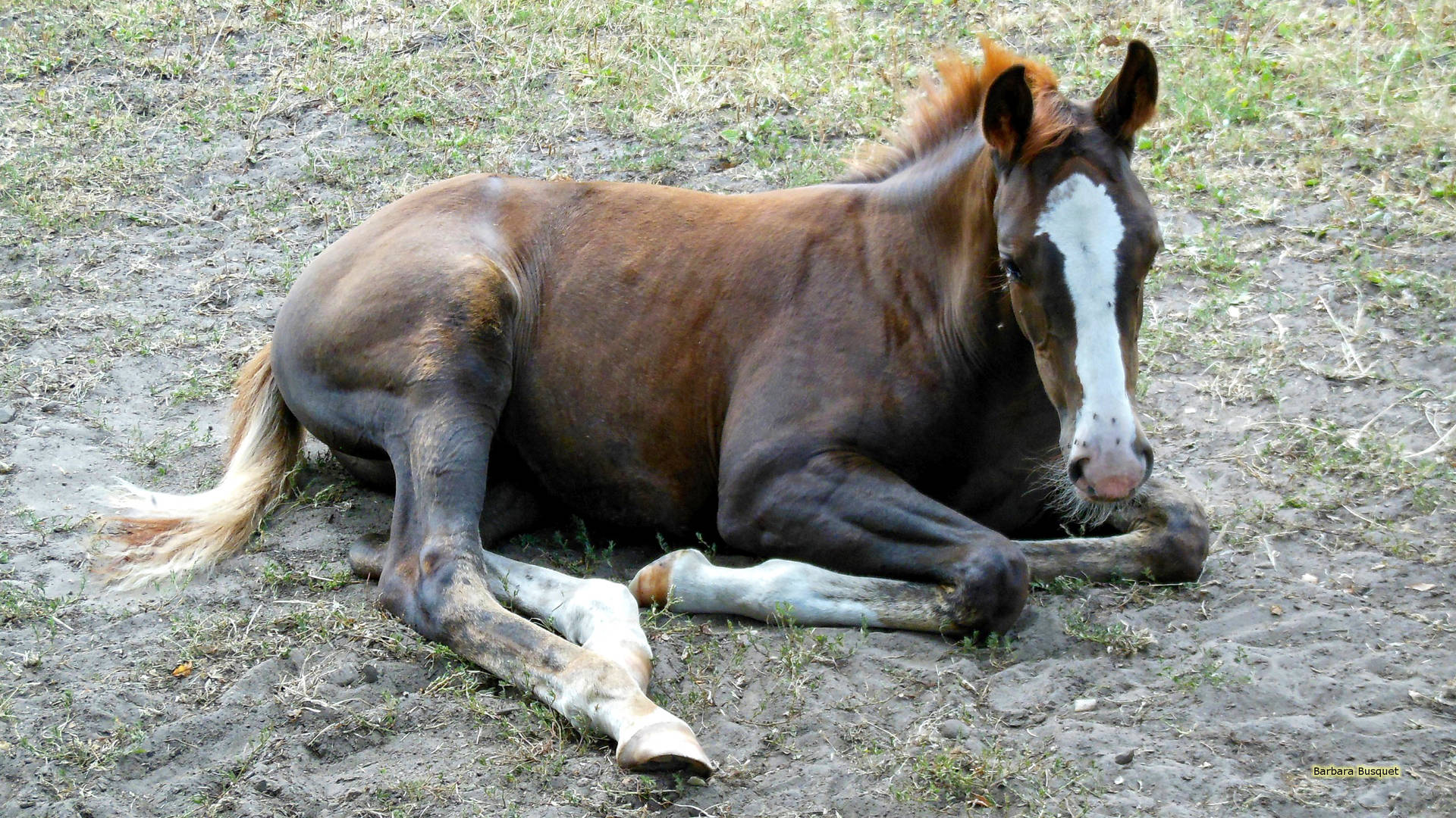 Young Horse Foal Resting In Soil Surface Wallpaper