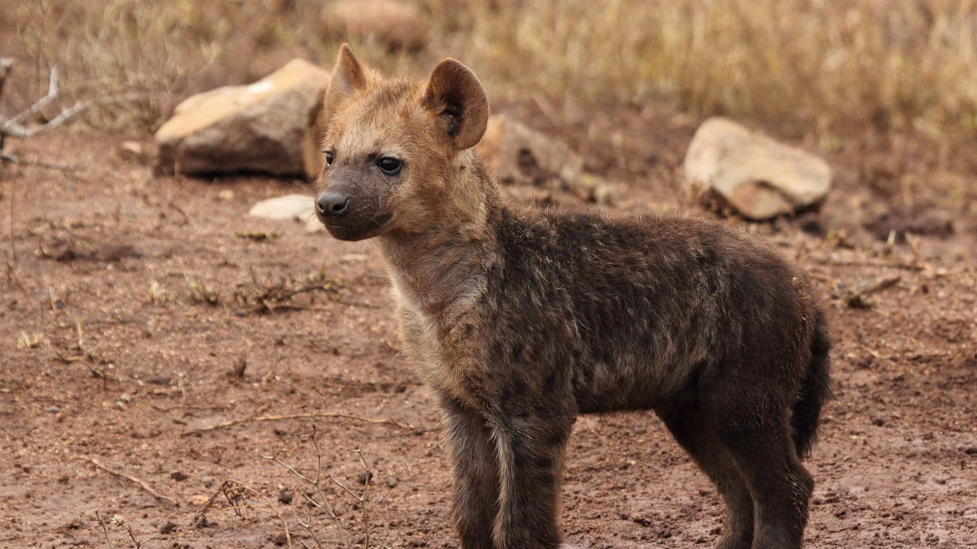 Young Hyena Cubin Wild Wallpaper