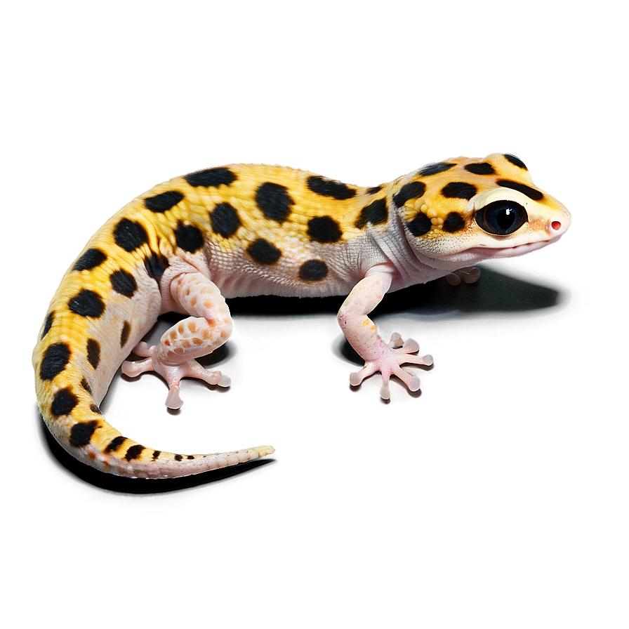 Young Leopard Gecko Png 88 PNG