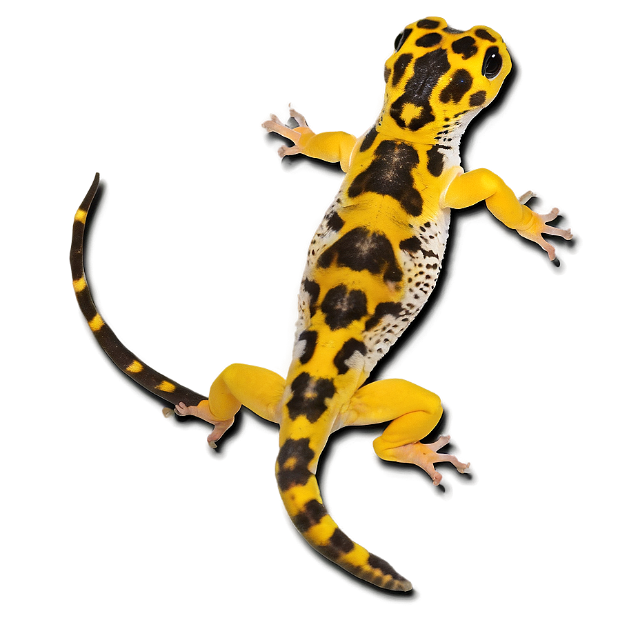 Young Leopard Gecko Png Ldw PNG