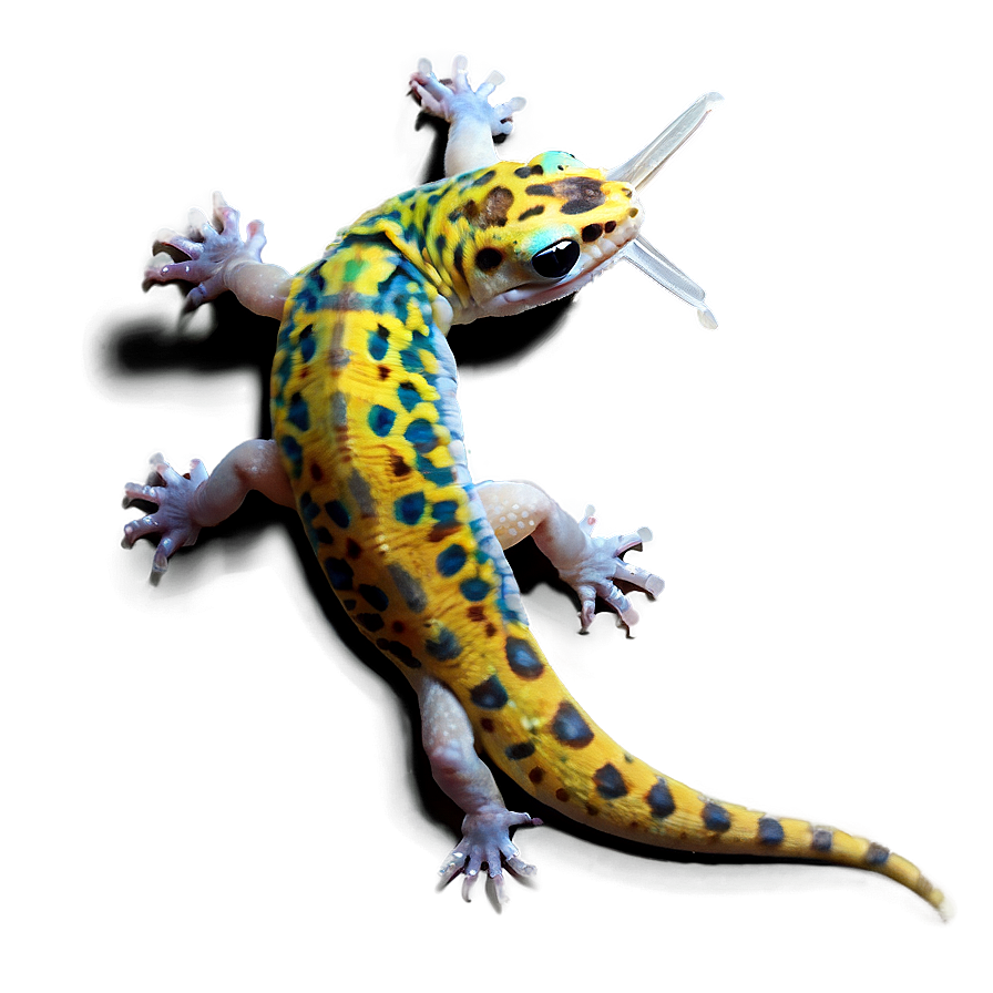 Young Leopard Gecko Png Wqr PNG