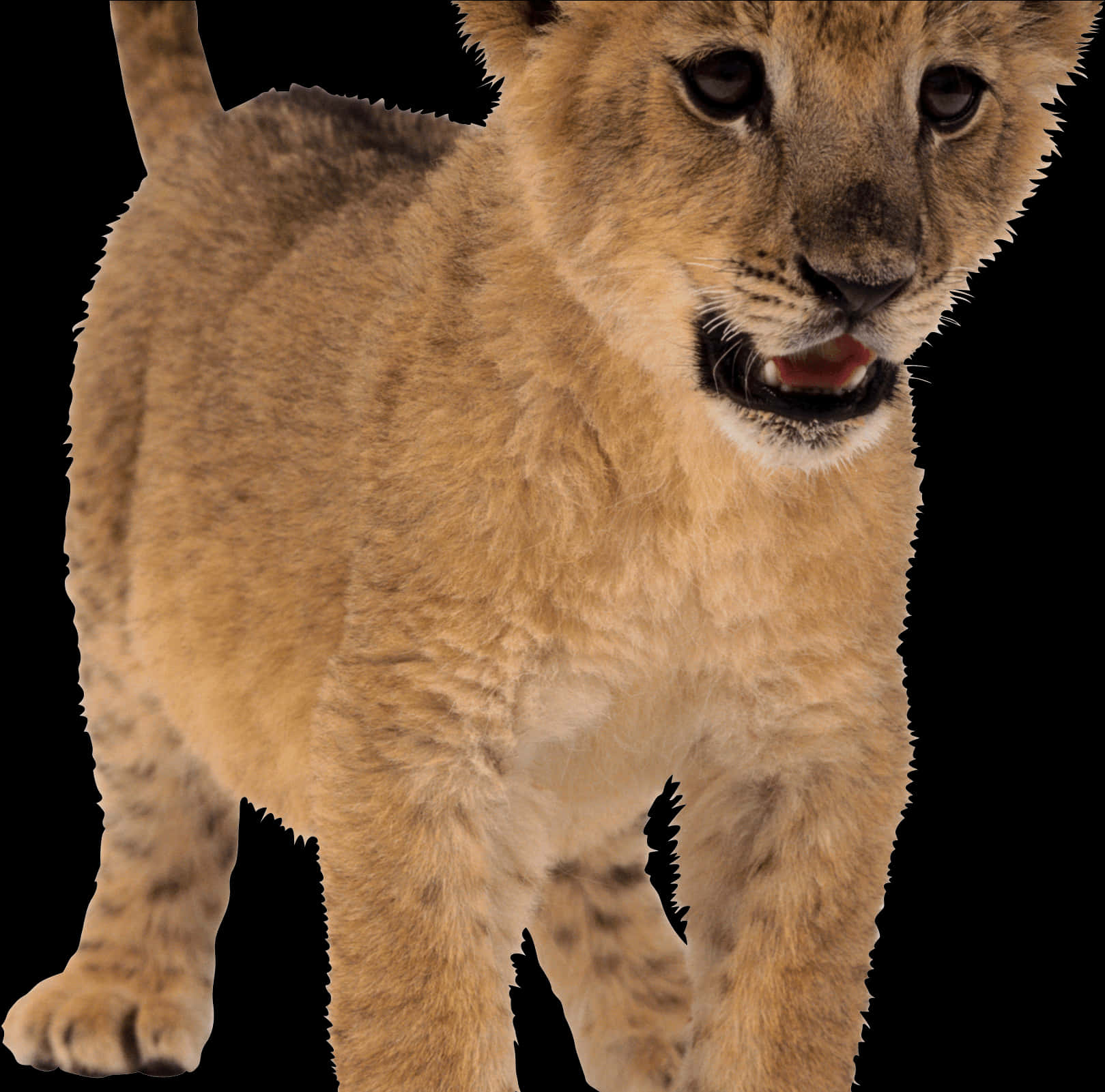 Young Lion Cub Portrait PNG