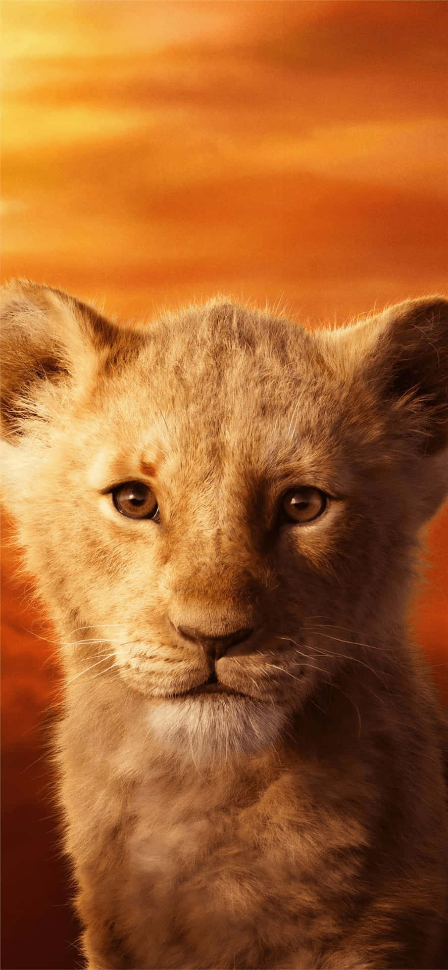 Young Lion Cub Portrait Wallpaper