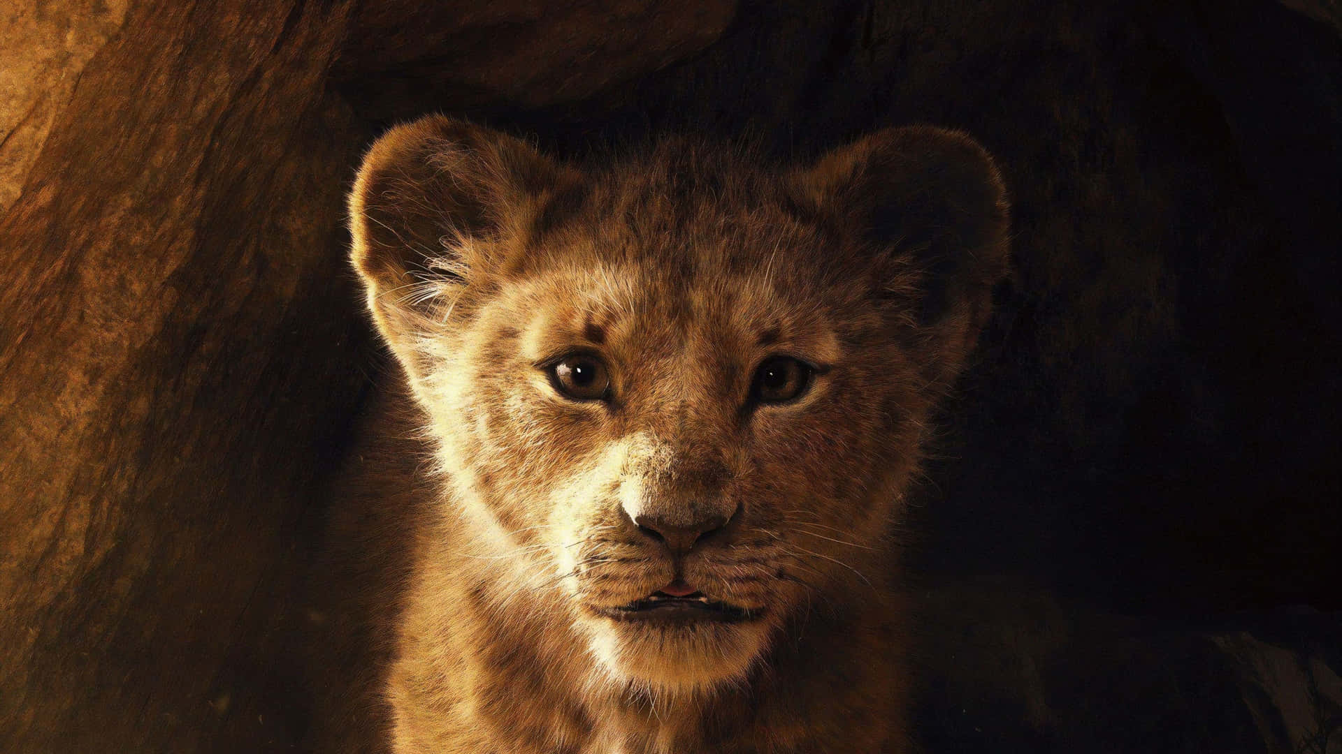 Young Lion Cub Simba Wallpaper